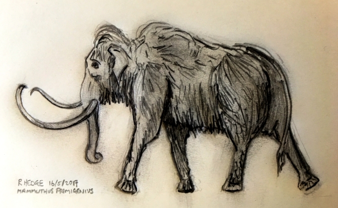 Woolly Mammoth (Mammuthus primigenius) Rob Hedge pencil sketch