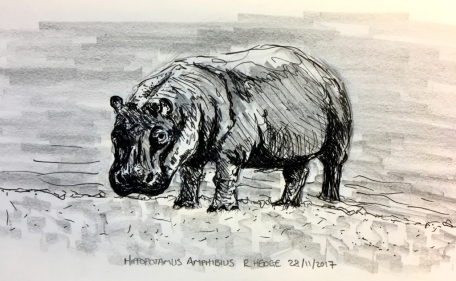 Hippopotamus (Hippopotamus amphibus)