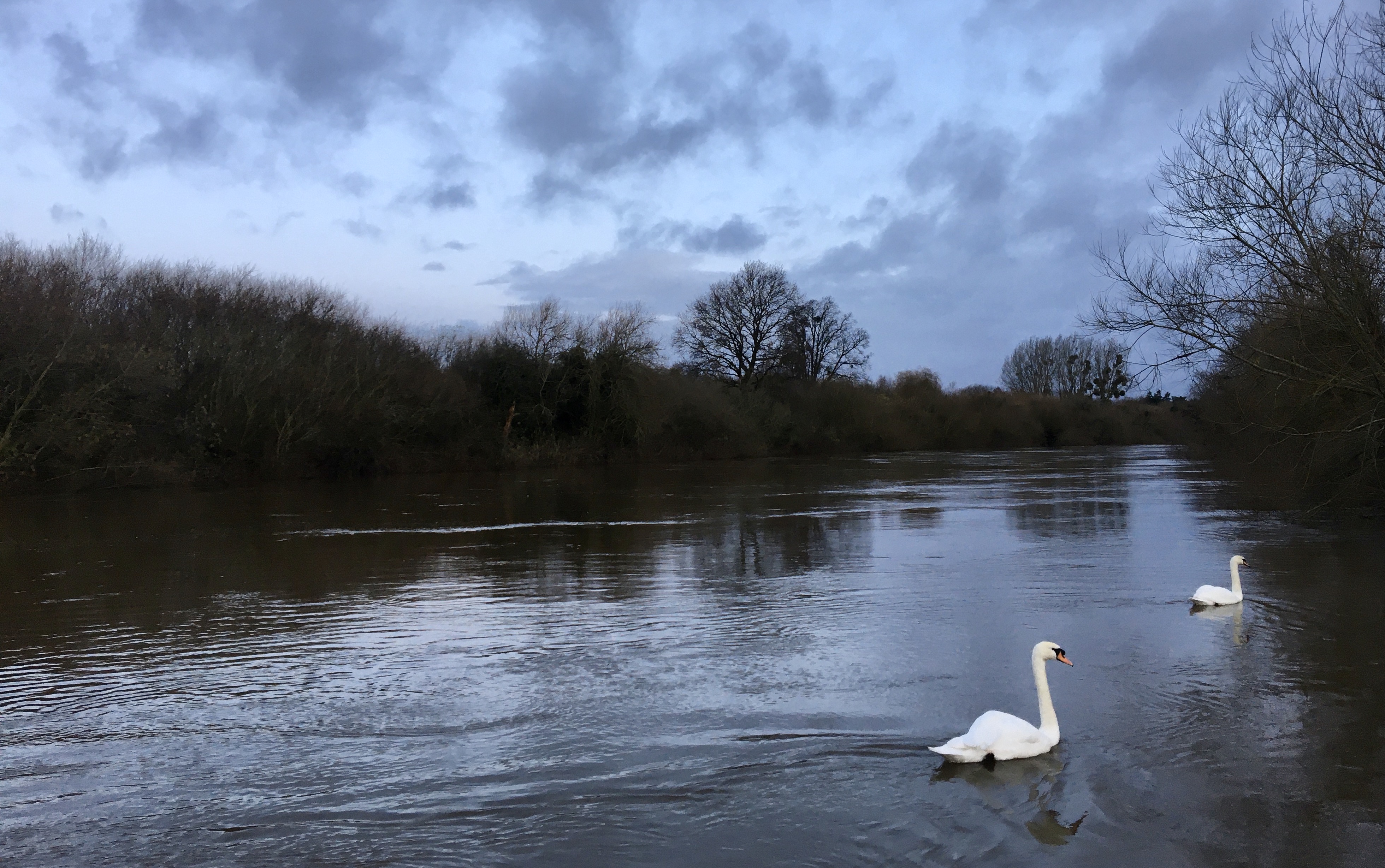 Swans on the swollen Severn